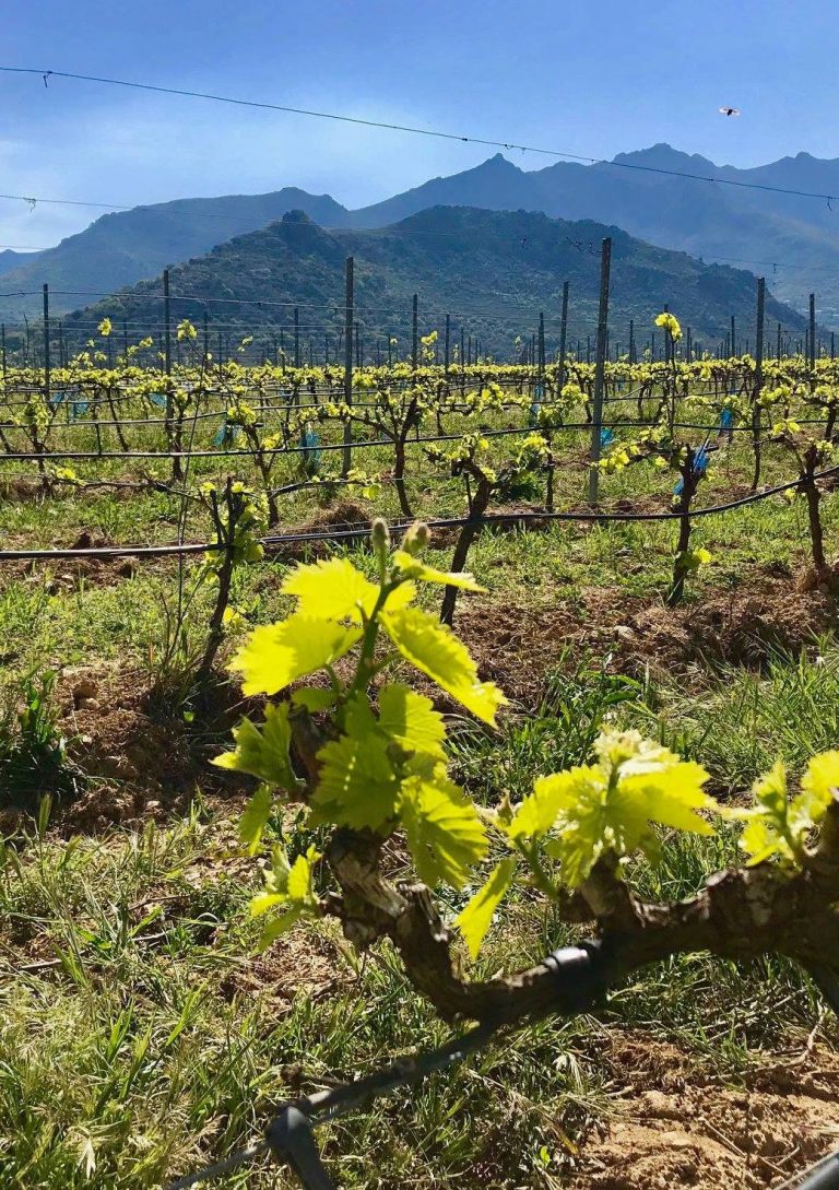 Rencontre Gastronome : Le Domaine Maestracci